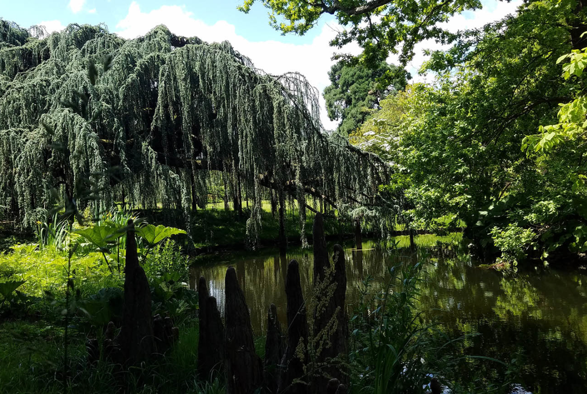 Grand Cèdre du Liban Arboretum Chatenay Malabry