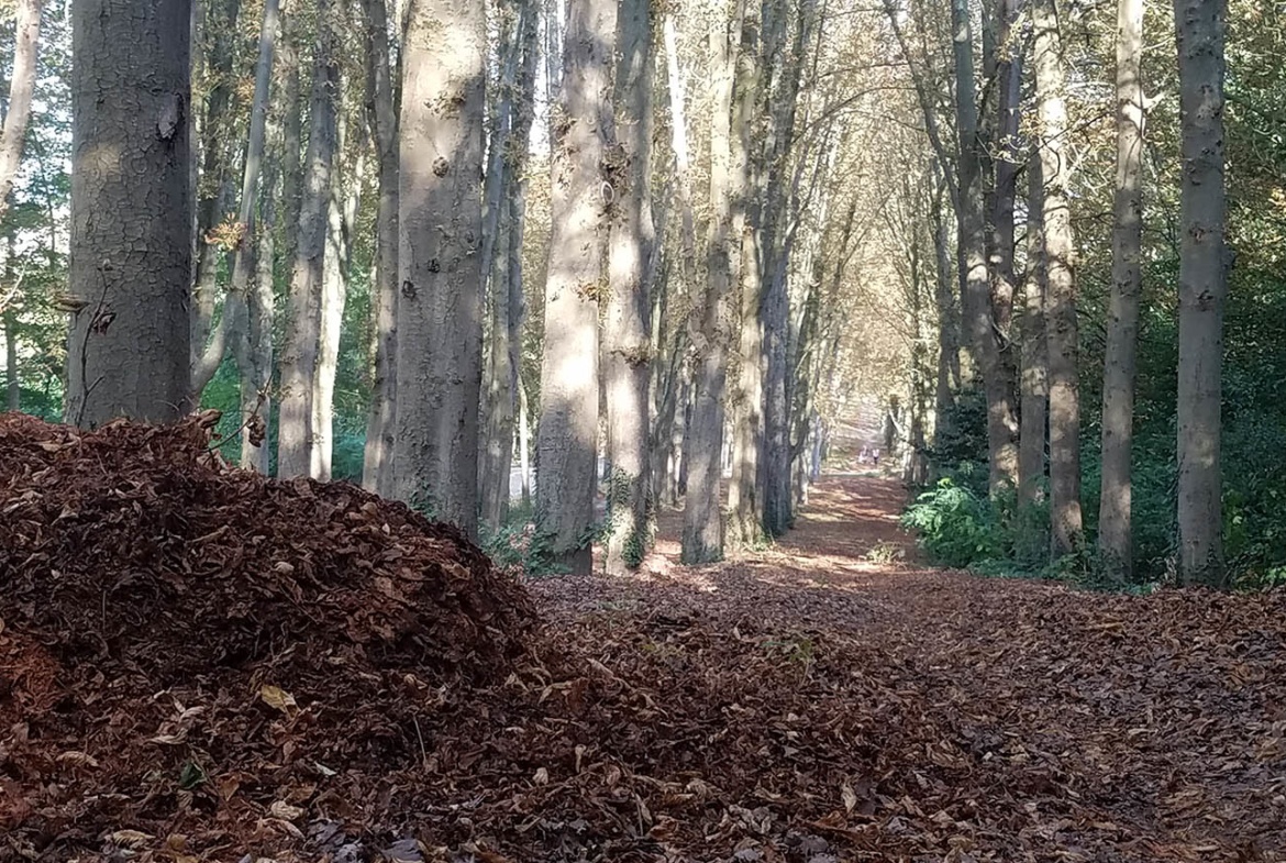 Forêt Parc de Sceaux