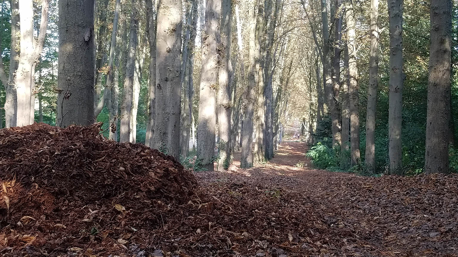 Forêt Parc de Sceaux